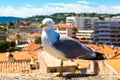 Seagull on a wall in Cannes