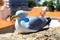 Seagull on a wall in Cannes