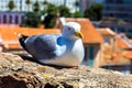 Seagull on a wall in Cannes