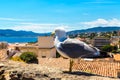 Seagull on a wall in Cannes