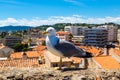 Seagull on a wall in Cannes