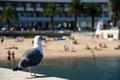 Seagull on a wall in Cascais bay, Portugal Royalty Free Stock Photo