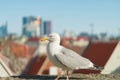 Seagull on the wall at Kohtuotsa viewing platform, Tallinn Old Town Royalty Free Stock Photo