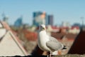 Seagull on the wall at Kohtuotsa viewing platform, Tallinn Old Town Royalty Free Stock Photo