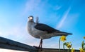 Seagull wants to party