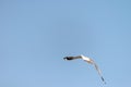 Seagull was flying above the sea shore during sunset Dec 2017. Royalty Free Stock Photo