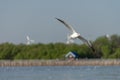 Seagull was flying above the sea shore during sunset Dec 2017. Royalty Free Stock Photo