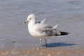 This seagull was standing on the edge of the beach in the sand when I took this picture. I love these birds at the ocean.