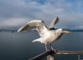 Seagull