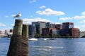 Seagull on watch in Boston harbor