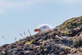 Seagull on watch