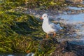 Seagull on the beach wades over algae