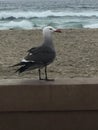 Seagull