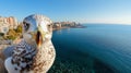 Seagull Watching the Camera with City in the Background Royalty Free Stock Photo