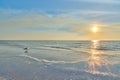 Seagull Watching Sunset Royalty Free Stock Photo