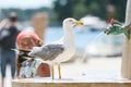 Seagull on water fountain in city Royalty Free Stock Photo