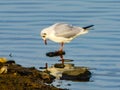 Seagull water movement sun reflection nature