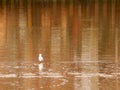 Seagull in the water standing reflections in sea surface Royalty Free Stock Photo