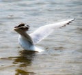 Seagull on water