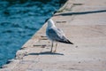 A seagull on the waterfront stands on the edge of the pier.