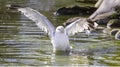 Seagull is waving its wings