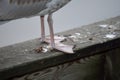 Seagull webbed feet closeup Royalty Free Stock Photo