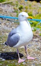 Seagull - white bird on a seashore