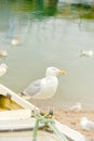 Seagull - white bird on a seashore