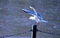 Seagull white bird taking off flight from a pillar with river in