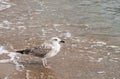 Seagull white and brown standing in the foamy rippled water on sandy beach. Royalty Free Stock Photo