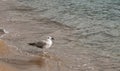 Seagull white and brown standing in the rippled water on sandy beach. Royalty Free Stock Photo