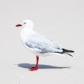 Seagull on white sand on the beach Royalty Free Stock Photo