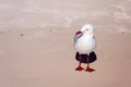 Seagull On White Silica Sand Beach In Whitsundays Australia Royalty Free Stock Photo