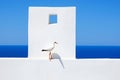Seagull on the white wall of Santorini, Greece Royalty Free Stock Photo