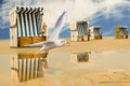 Seagull with wicker beach chair at the North Sea Royalty Free Stock Photo