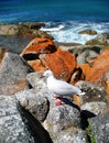 Seagull in Wineglass Bay
