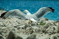 Seagull wings Royalty Free Stock Photo