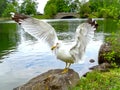 Seagull wings of an Angel Royalty Free Stock Photo