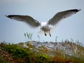 Seagull going in for landing