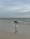 Seagull wings up on the Emerald Coast Florida