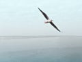 Seagull with Wingspread Flying Over the Sea Royalty Free Stock Photo