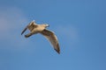 Seagull in winter plumage. Gull suspended in flight against blue Royalty Free Stock Photo