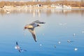 Seagull wit Matriculation over the Water Royalty Free Stock Photo