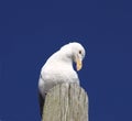 Seagull on wood piling