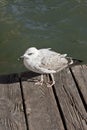 Seagull on the wooden deck Royalty Free Stock Photo