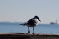 A seagull on a wooden handrail Royalty Free Stock Photo