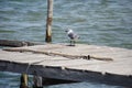 Seagull on wooden jetty
