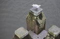 A seagull on a wooden poll in an Amsterdam Canal ,The Netherlands