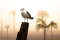 Seagull on wooden post on a foggy day