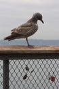 A seagull on a wooden rail guarding a group of locks. Royalty Free Stock Photo